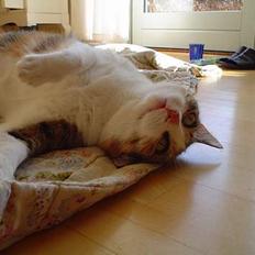 Blanding af racer Mitte