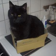 Huskat Benji *Nye billeder*