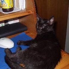 Huskat Benji *Nye billeder*