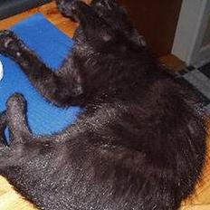 Huskat Benji *Nye billeder*