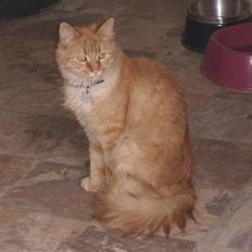 Maine Coon Garfield << Død >>