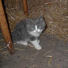 Huskat Buller - forsvundet :'(