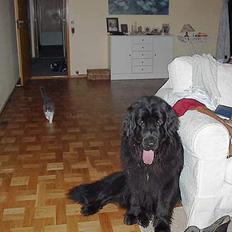 Huskat Buller - forsvundet :'(