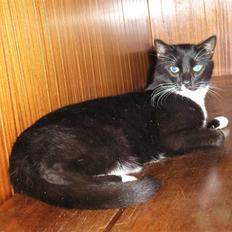 Blanding af racer Fister 