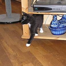 Blanding af racer Fister 