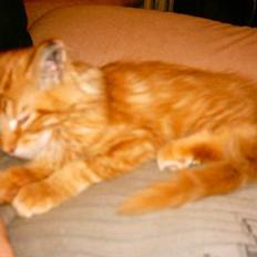 Maine Coon garfield