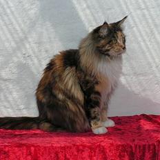 Maine Coon Supernova`s Ayla