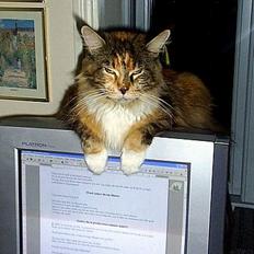 Maine Coon Supernova`s Ayla