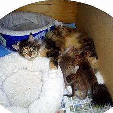 Maine Coon Supernova`s Ayla