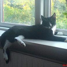 Blanding af racer Miss Mila