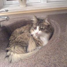 Norsk Skovkat Xanthos Sandra