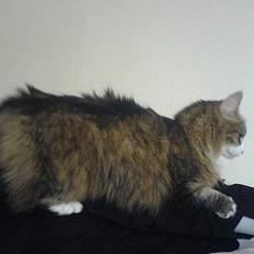 Norsk Skovkat Xanthos Sandra