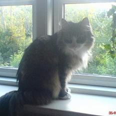 Norsk Skovkat Xanthos Sandra