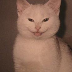 Blanding af racer Nala