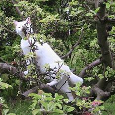 Blanding af racer Nala