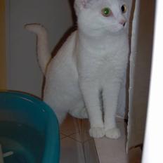 Huskat Miffe (døde d. 22/8)