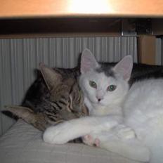 Huskat Miffe (døde d. 22/8)