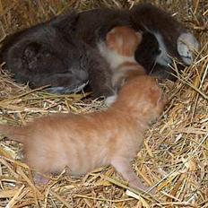 Huskat Bellis [{(*'Død'*)}]   