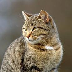 Blanding af racer Dusty