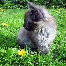 Maine Coon Muserne`s Eros