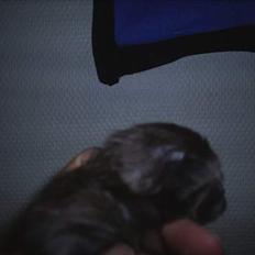 Maine Coon Muserne`s Eros