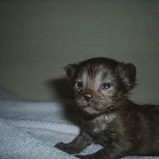 Maine Coon Muserne`s Eros