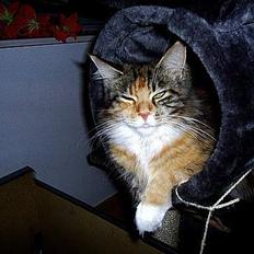 Maine Coon CruntryCat`s Fantasy