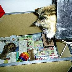 Maine Coon CruntryCat`s Fantasy