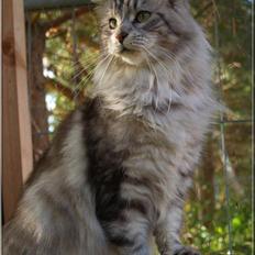 Maine Coon DK Proud Danish Beauti