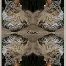 Maine Coon DK Proud Danish Beauti