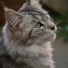 Maine Coon DK Proud Danish Beauti