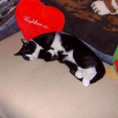 Blanding af racer Mons