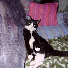 Blanding af racer Mons