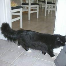 Blanding af racer Rossi