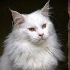 Maine Coon Vulcain De La Chapelle...