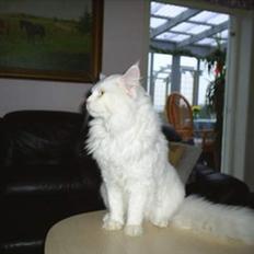 Maine Coon Vulcain De La Chapelle...