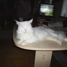 Maine Coon Vulcain De La Chapelle...