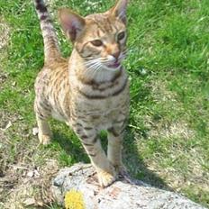 Ocicat Sea Coon Andi