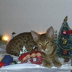 Ocicat Sea Coon Andi