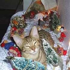 Ocicat Sea Coon Andi