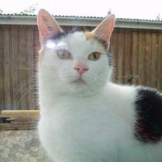 Huskat Nala ( død )