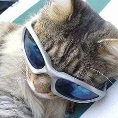Maine Coon MC Ejner :)