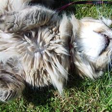 Maine Coon MC Ejner :)