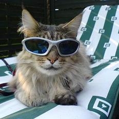 Maine Coon MC Ejner :)