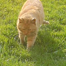 Blanding af racer Leo