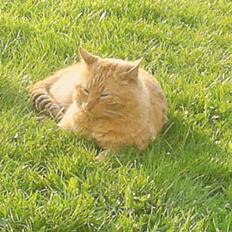 Blanding af racer Leo