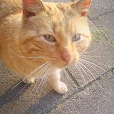 Blanding af racer Leo