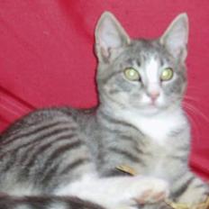 Blanding af racer Lille My 