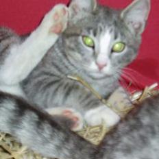 Blanding af racer Lille My 