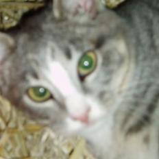 Blanding af racer Lille My 